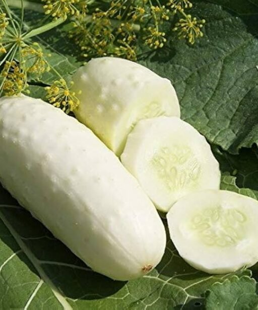 Alternative view of White Cucumber شتلة خيار