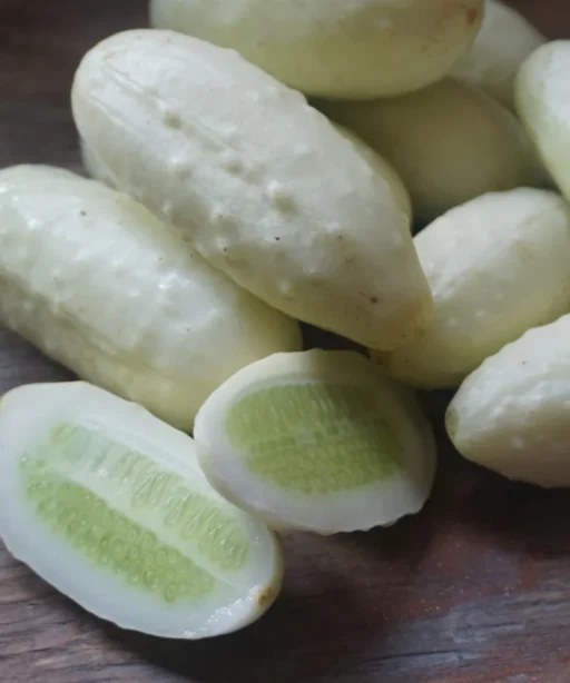 White Cucumber شتلة خيار