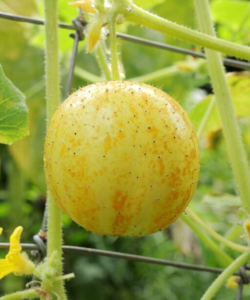 Alternative view of Lemon Cucumber شتلة خيار