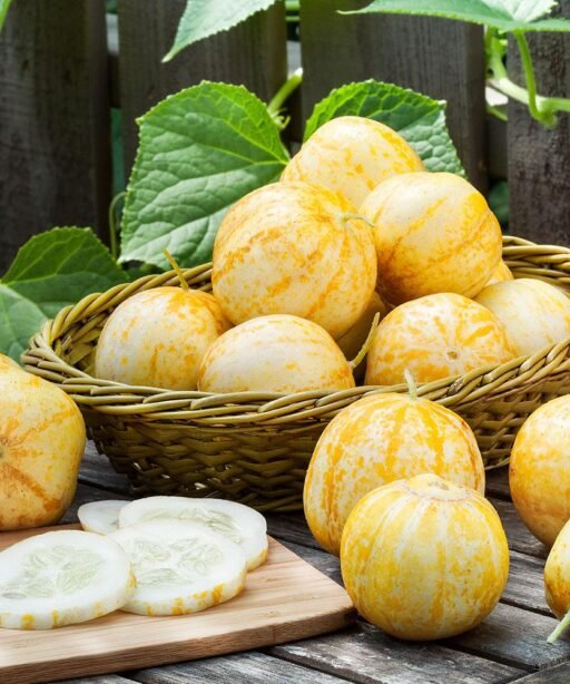 Lemon Cucumber شتلة خيار