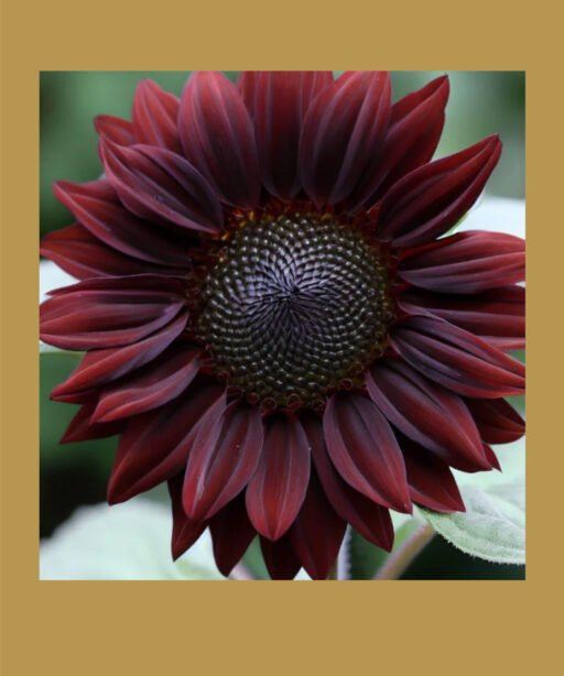 Chocolate cherry sunflower