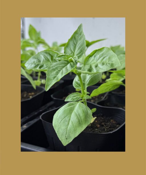 Italian Larg Leaf Basil شتلة ريحان ضخم