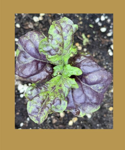 Purple Basil (Lettuce Leaved) 'Sally' شتلة ريحان الخس البنفسجي