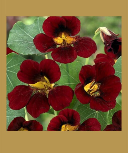 Black velvet Nasturtium  شتلة نستريشيوم ( ابوخنجر)