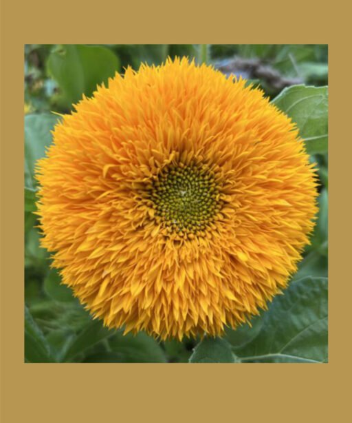 Teddy bear sunflower