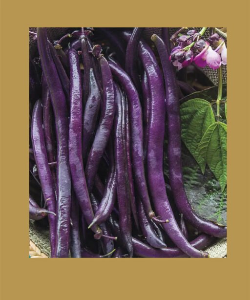 Purple Queen شتلة فاصوليا