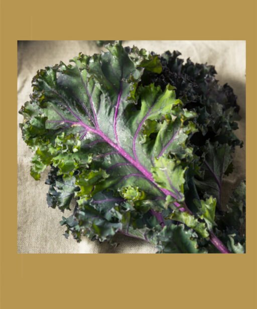 Red Russion شتلة كيل أحمر