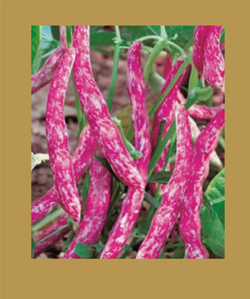 Barbounya شتلة فاصوليا