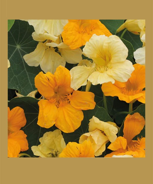 Butterscotch Nasturtium شتلة نستريشيوم ( ابوخنجر)