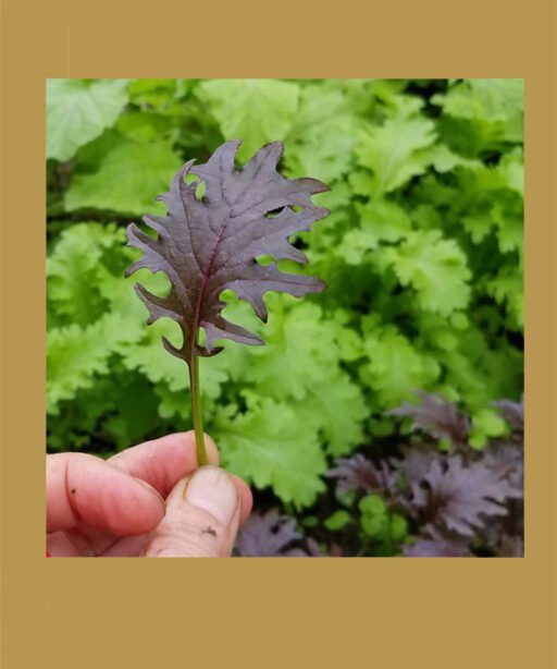 Kale purple شتلة كيل بنفسجي