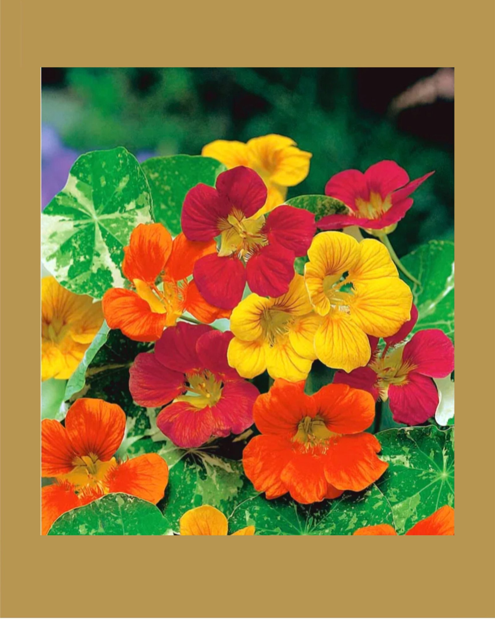 Kers of africa mix Nasturtium شتلة نستريشيوم ( ابو خنجر)