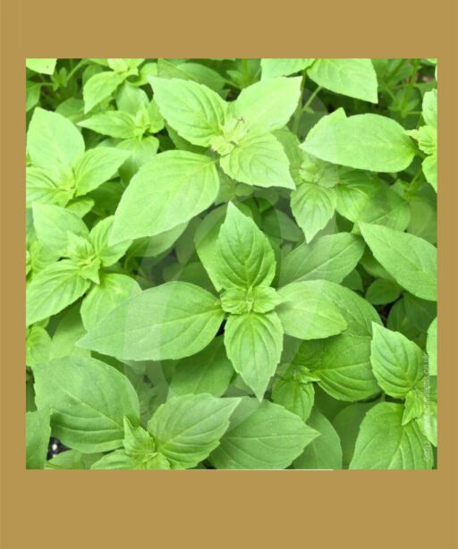 Lemon basil شتلة ريحان الليمون