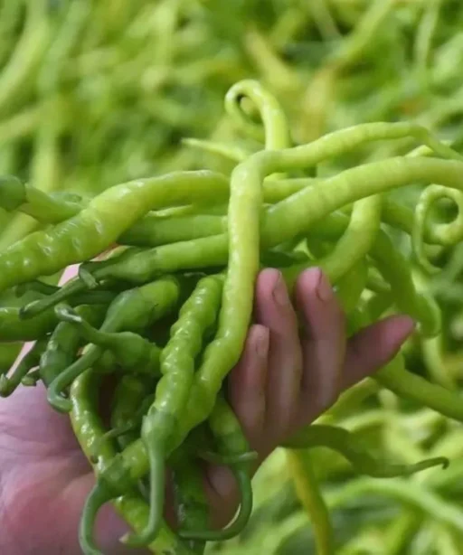 Alternative view of Tatli kil شتلة فلفل