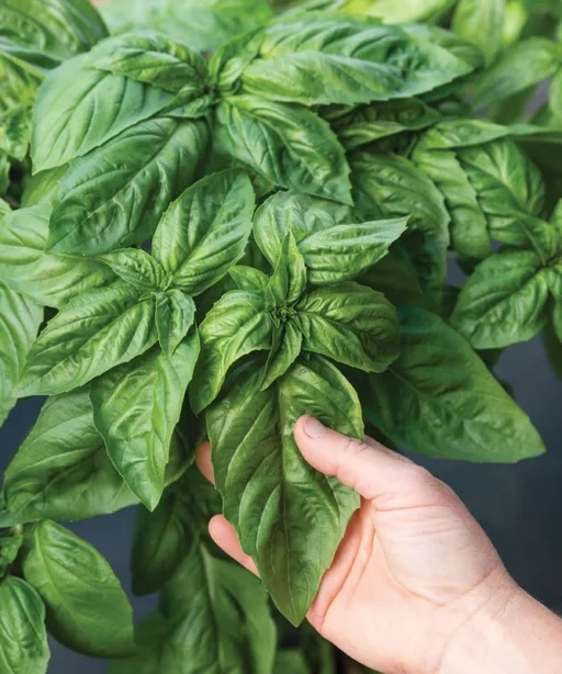 Alternative view of Italian Larg Leaf Basil شتلة ريحان ضخم