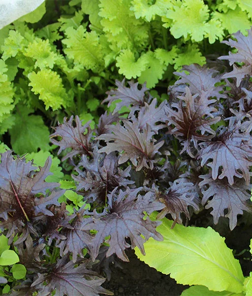 Alternative view of Kale purple شتلة كيل بنفسجي