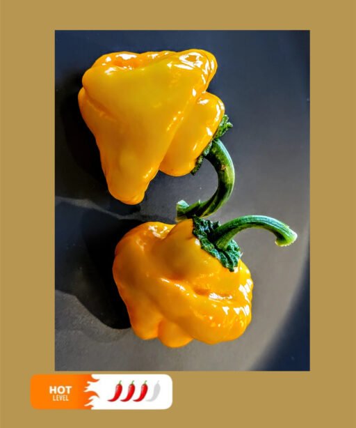 Jamaican Yellow Hot شتلة فلفل