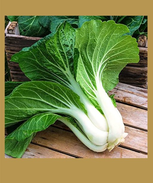 Bok choy شتلة ملفوف