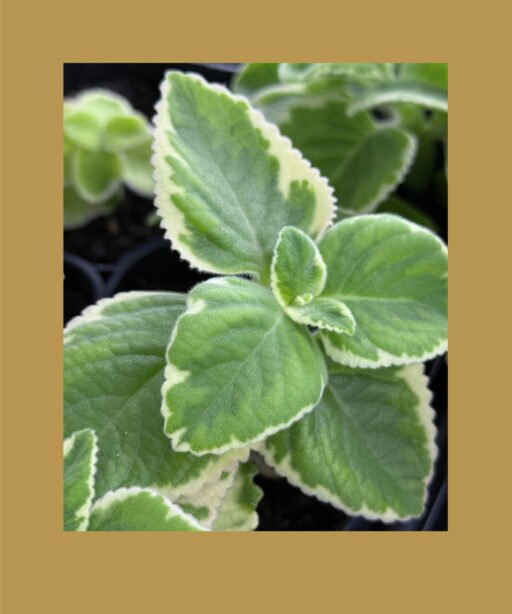 Zataar variegated شتلة زعتر مبرغش