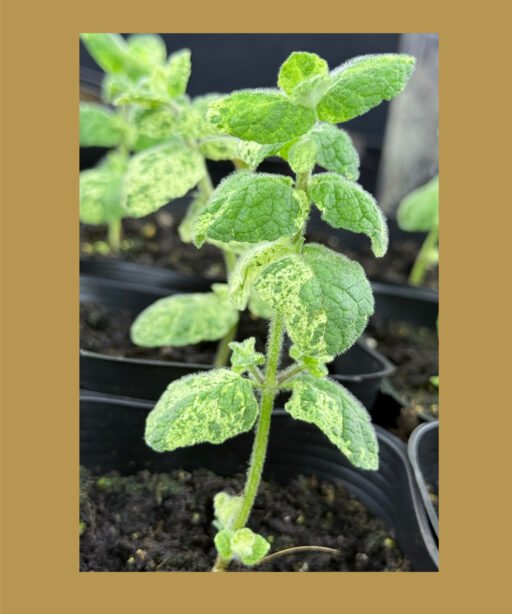Strawberry mint variegated شتلة نعناع الفراوله المبرغش