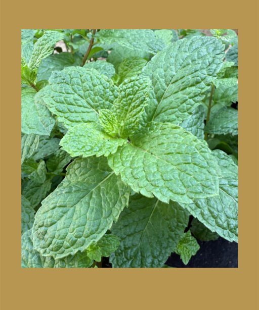 MINT (large leaves) شتلة نعناع