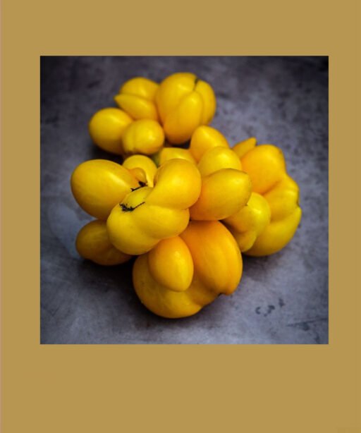 Phil's one yellow شتلة طماط