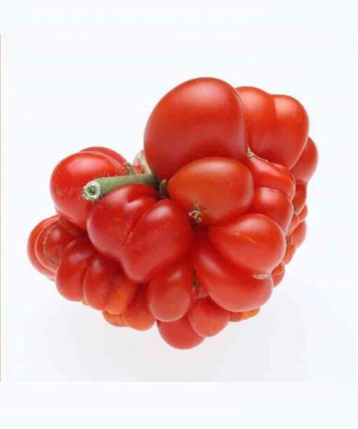 VOYAGE Red شتلة طماط