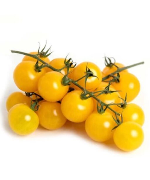 Yellow cherry شتلة طماط