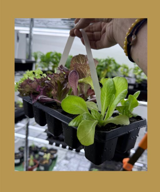 lettuce mix شتلات خس منوعه