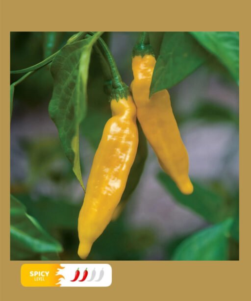 Aji Limo / Lemon Drop شتلة فلفل