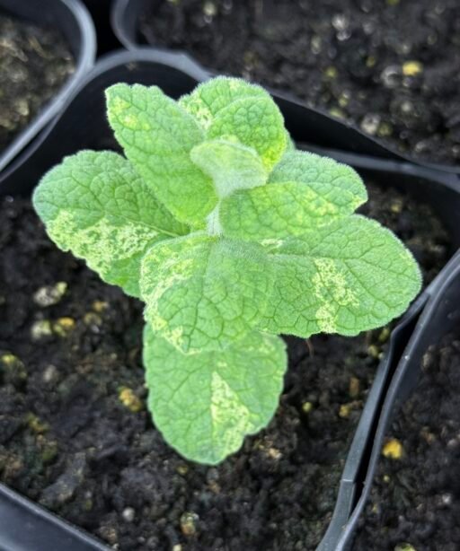 Alternative view of Strawberry mint variegated شتلة نعناع الفراوله المبرغش