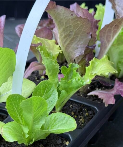 Alternative view of lettuce mix شتلات خس منوعه