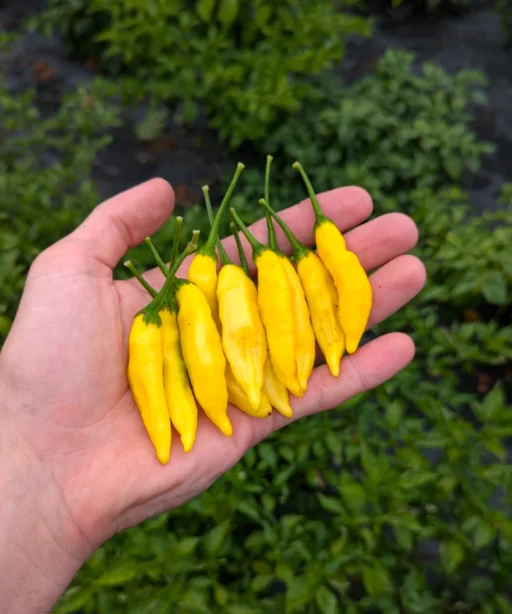 Alternative view of Aji Limo / Lemon Drop شتلة فلفل