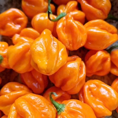 Alternative view of Habanero Orange شتلة فلفل
