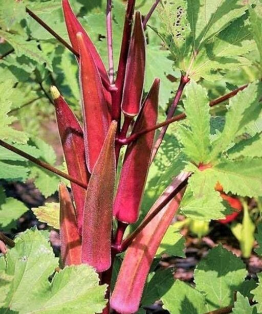 Alternative view of Red burgundy Okra شتلة باميا