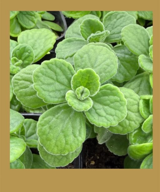 Flower Zataar شتلة زعتر الورده