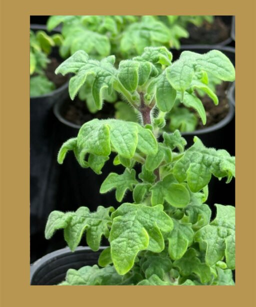 Star zataar شتلة زعتر النجمه