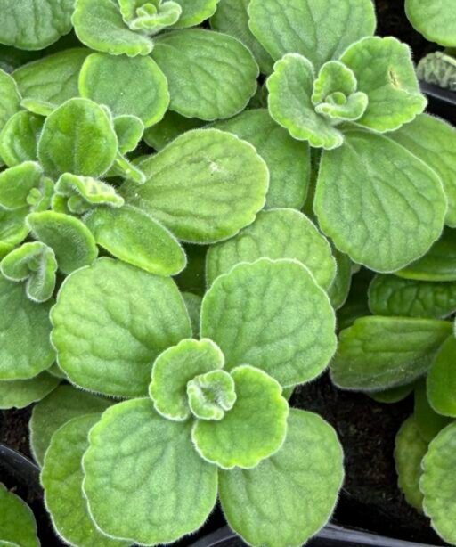 Alternative view of Flower Zataar شتلة زعتر الورده