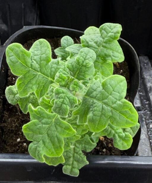 Alternative view of Star zataar شتلة زعتر النجمه