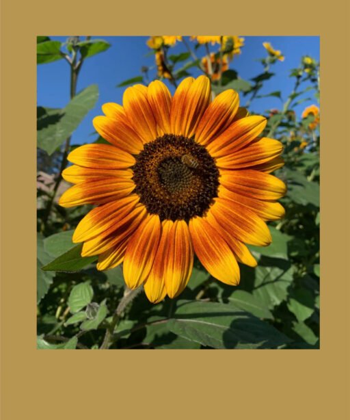 Evening Sun Sunflower