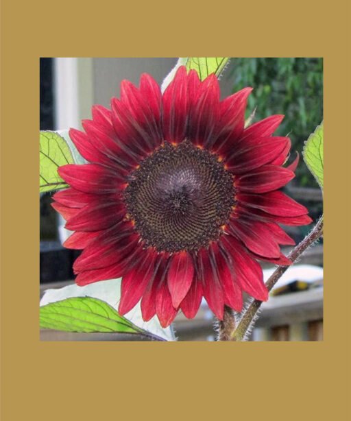 Procut Red Sunflower