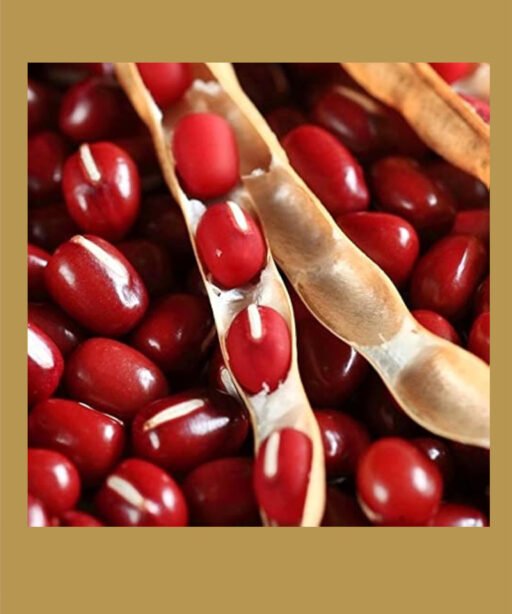 Azuki cowpea شتلة فاصوليا