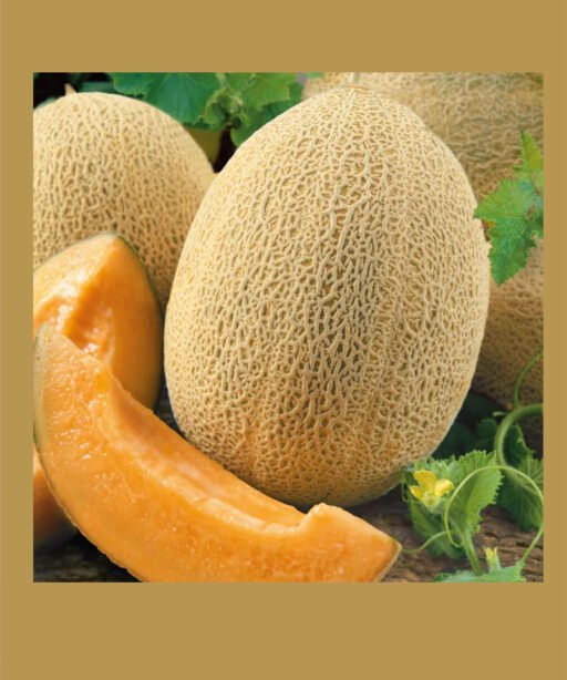 Ananas Melon شتلة بطيخ