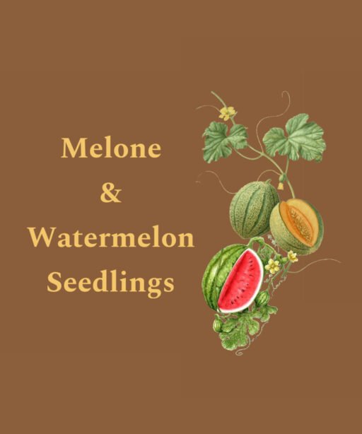 Melon & watermelon seedlings