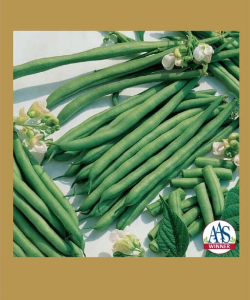 Kentucky Blue شتلة فاصوليا