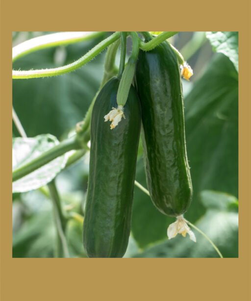 Beta short F1 شتلة خيار