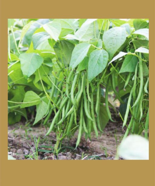 Serengeti شتلة فاصوليا