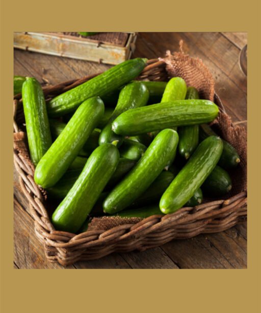 Salamanda F1 شتلة خيار