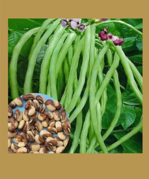Bush cowpea شتلة لوبيا