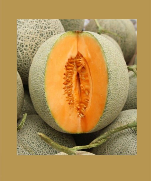 DELICIOUS 51 MELON شتلة بطيخ