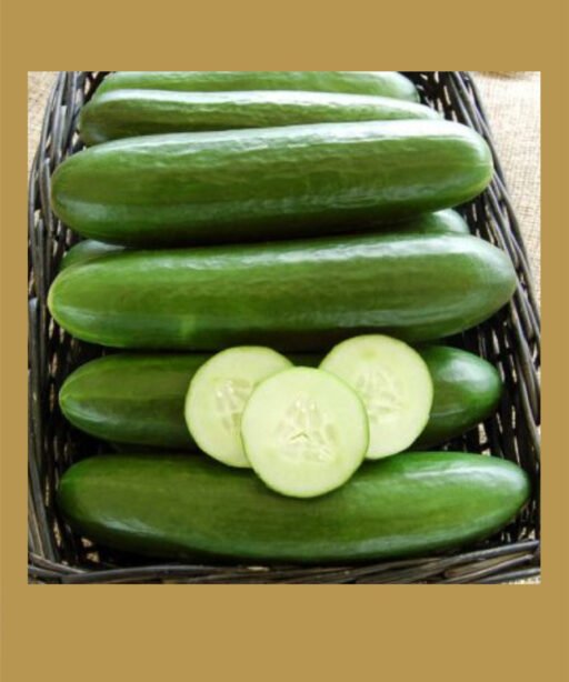 Aragats F1 شتلة خيار